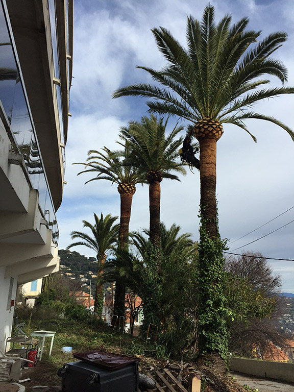 taille palmier - entretien phytosanitaire palmier cote dazur - micena jardin